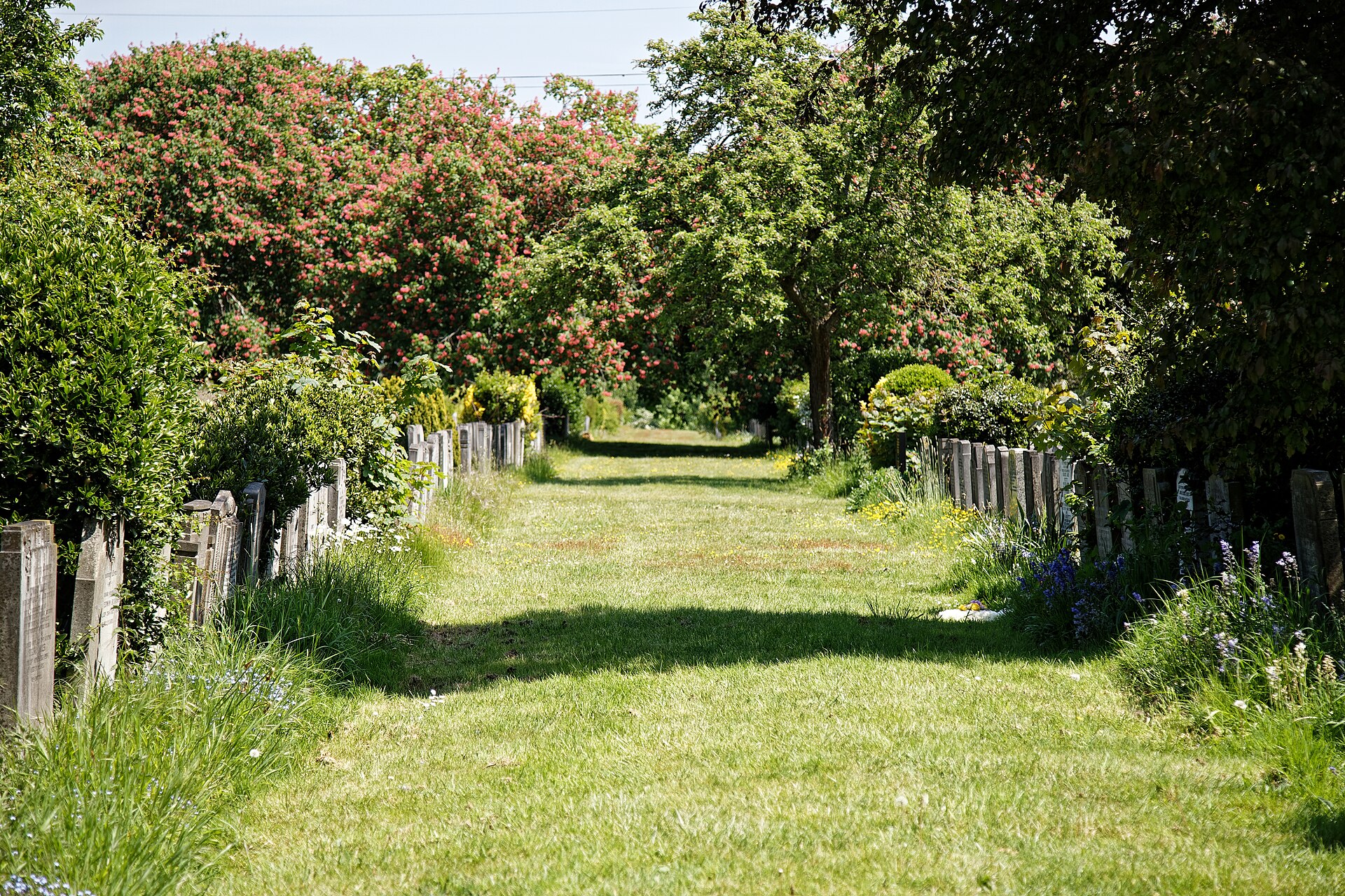Tree-lined cemetery lawn path